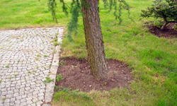 Pielęgnacja ogrodu Słupsk