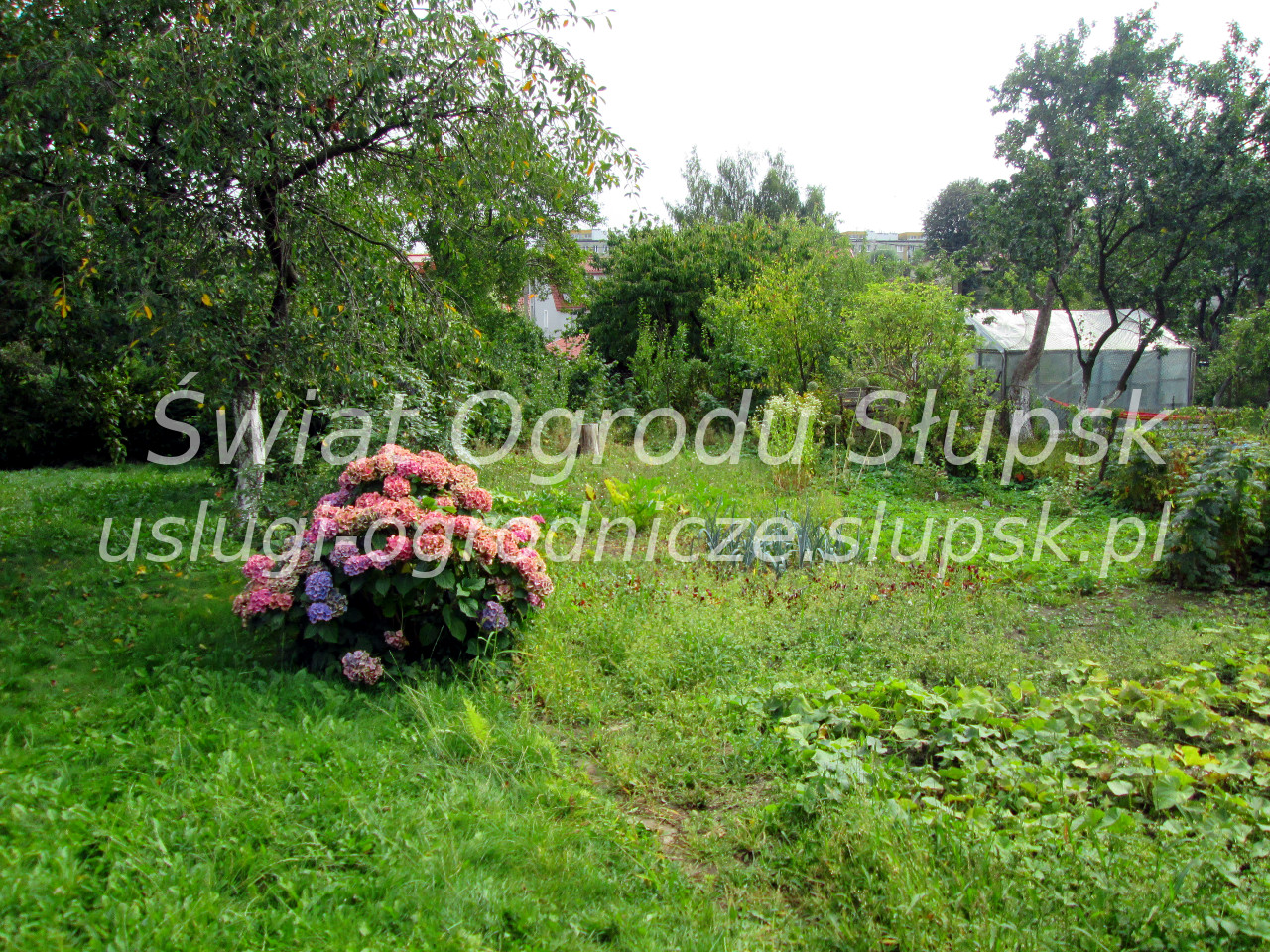 Trawnik w ogrodzie i na posesji - Galeria zdjęć 02 - zdjęcie 03