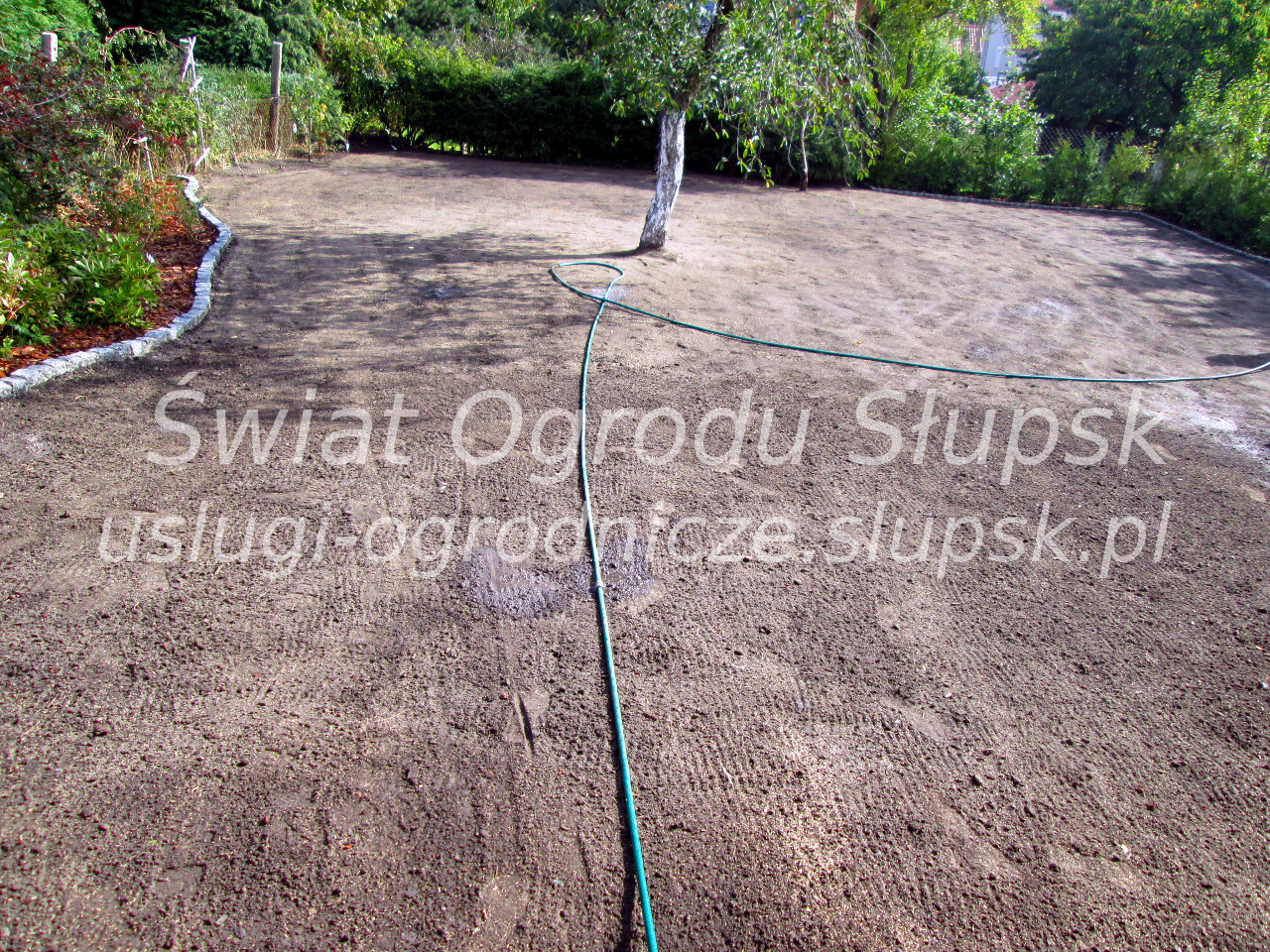 Trawnik w ogrodzie i na posesji - Galeria zdjęć 02 - zdjęcie 04