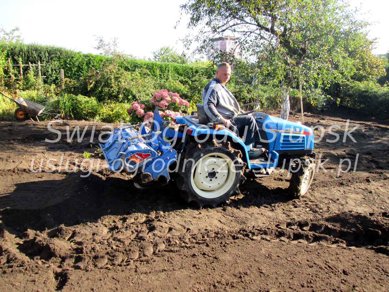 Trawnik w ogrodzie i na posesji - Galeria zdjęć 02 - zdjęcie 07